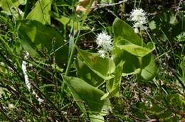 Maianthemum resmi