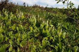 Maianthemum resmi