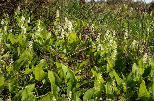 Maianthemum resmi