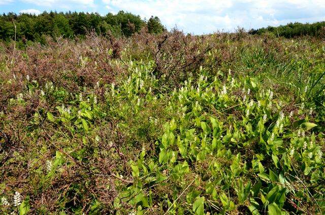 Maianthemum resmi