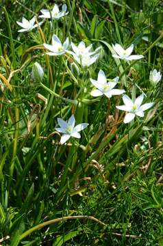 Image of Star-of-Bethlehem