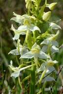 Image of Fringed orchids