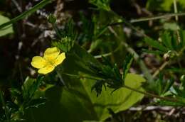 Image of cinquefoil