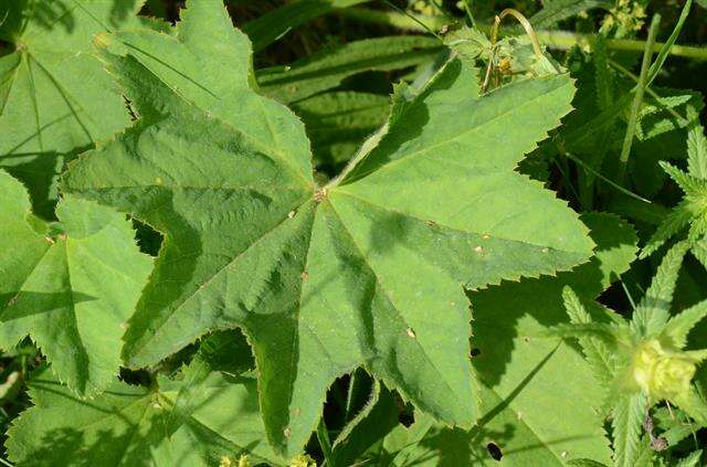 Image of <i>Alchemilla acutiloba</i>