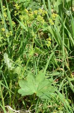 Слика од Alchemilla xanthochlora Rothm.