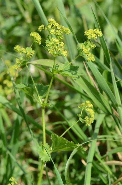 Слика од Alchemilla xanthochlora Rothm.