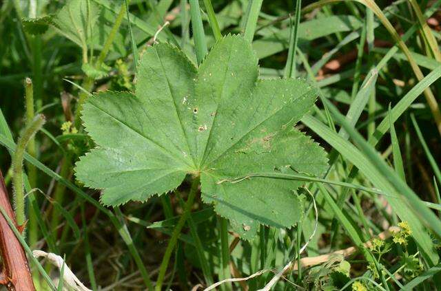 Слика од Alchemilla xanthochlora Rothm.