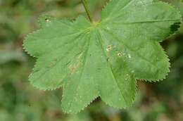 Слика од Alchemilla xanthochlora Rothm.