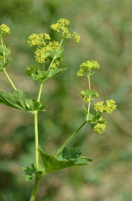 Слика од Alchemilla xanthochlora Rothm.