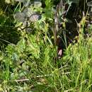 Image of long-stalked yellow-sedge