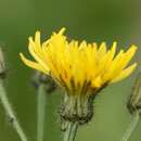 Imagem de Crepis paludosa (L.) Moench