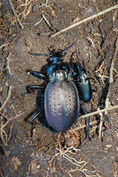 Image of Carabus (Carabus) goryi Dejean 1831