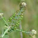 Image of Smith's Pepperwort