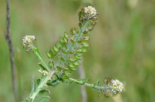 Imagem de Lepidium