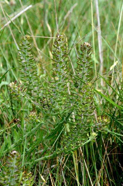 Image of Peppercresses