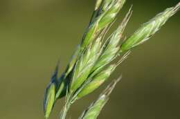 Image of brome