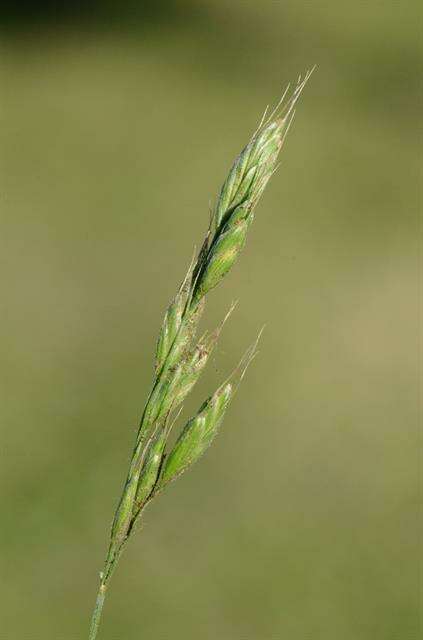 Image of brome