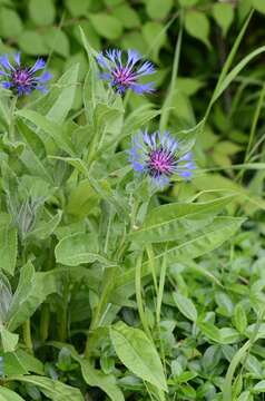 Centaurea montana L. resmi