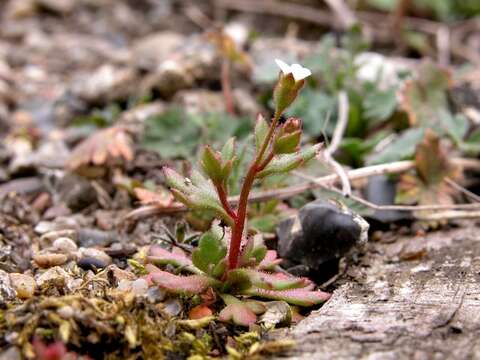 Image of saxifrage