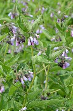 Image of comfrey