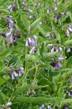 Image of comfrey