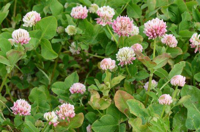 Image of clover