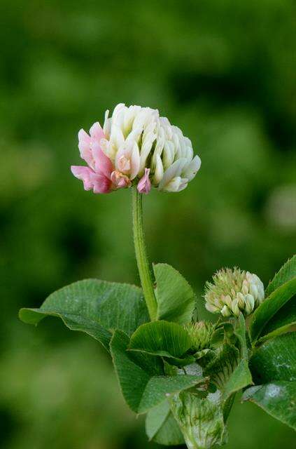 Image of clover