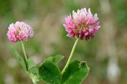 Image of clover