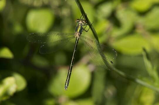 Image of spreadwings