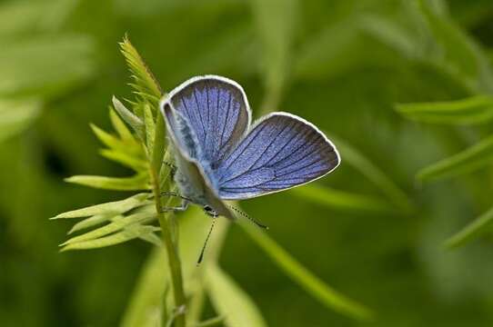 Image of Cyaniris