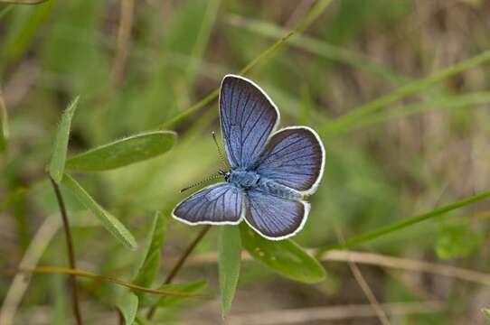 Sivun Cyaniris kuva