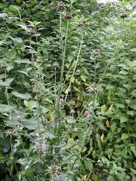 Image of Milk thistle