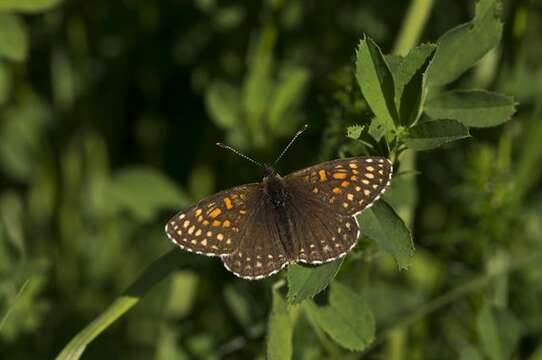 Image de Melitaea diamina Lang 1789