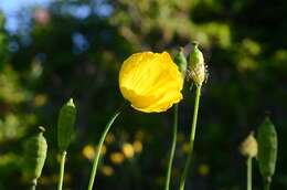 Image of Welsh Poppy