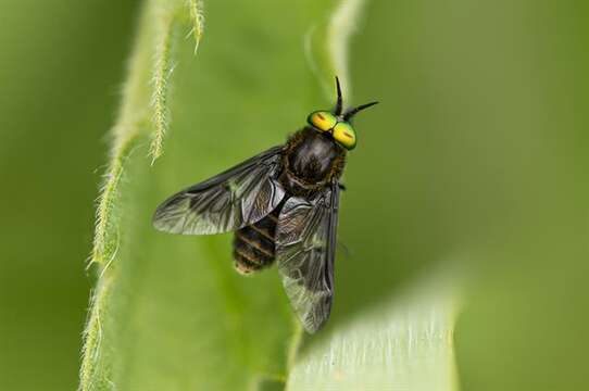 Image of Chrysops