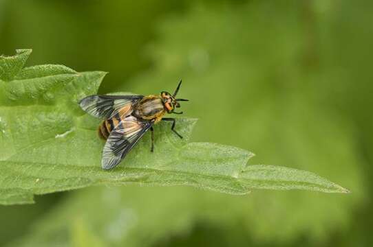 Imagem de Chrysops