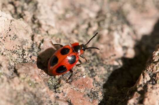 Image of Endomychus Panzer 1795