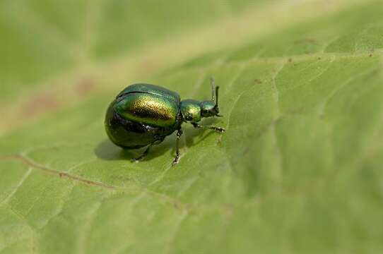 Image of <i>Gastrophysa viridula</i>