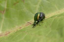 Image of <i>Gastrophysa viridula</i>