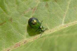 Image of <i>Gastrophysa viridula</i>