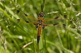 Image of Libellula Linnaeus 1758