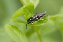 Image of <i>Macrophya punctumalbum</i>