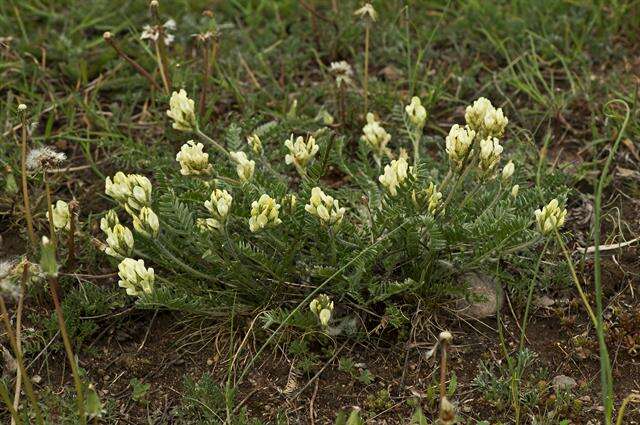 Oxytropis (rights holder: S Drozd Lund)