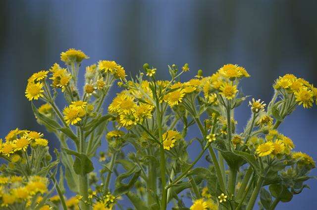 Image of Clustered Marsh Squaw-Weed