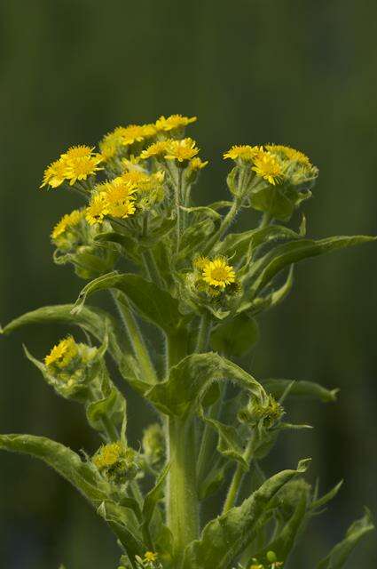 Image of Clustered Marsh Squaw-Weed