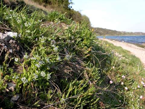 Plancia ëd Valerianella