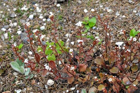 Image of Myosotis pottsiana (L. B. Moore) Meudt, Prebble, R. J. Stanley & Thorsen