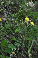 Image of few-leaved hawkweed