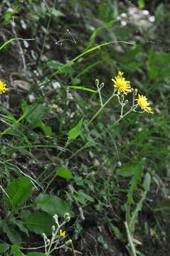 Plancia ëd Hieracium murorum L.