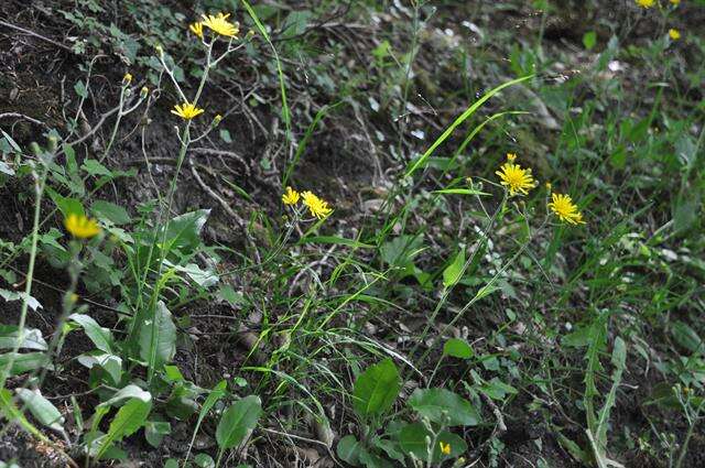 Image of few-leaved hawkweed